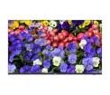 Uniview - MW3243-F-V2 - 32" CCTV Metal Monitor(With HDMI Cable, Audio and Speaker)